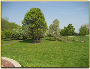 Greenway Landscape Nursery